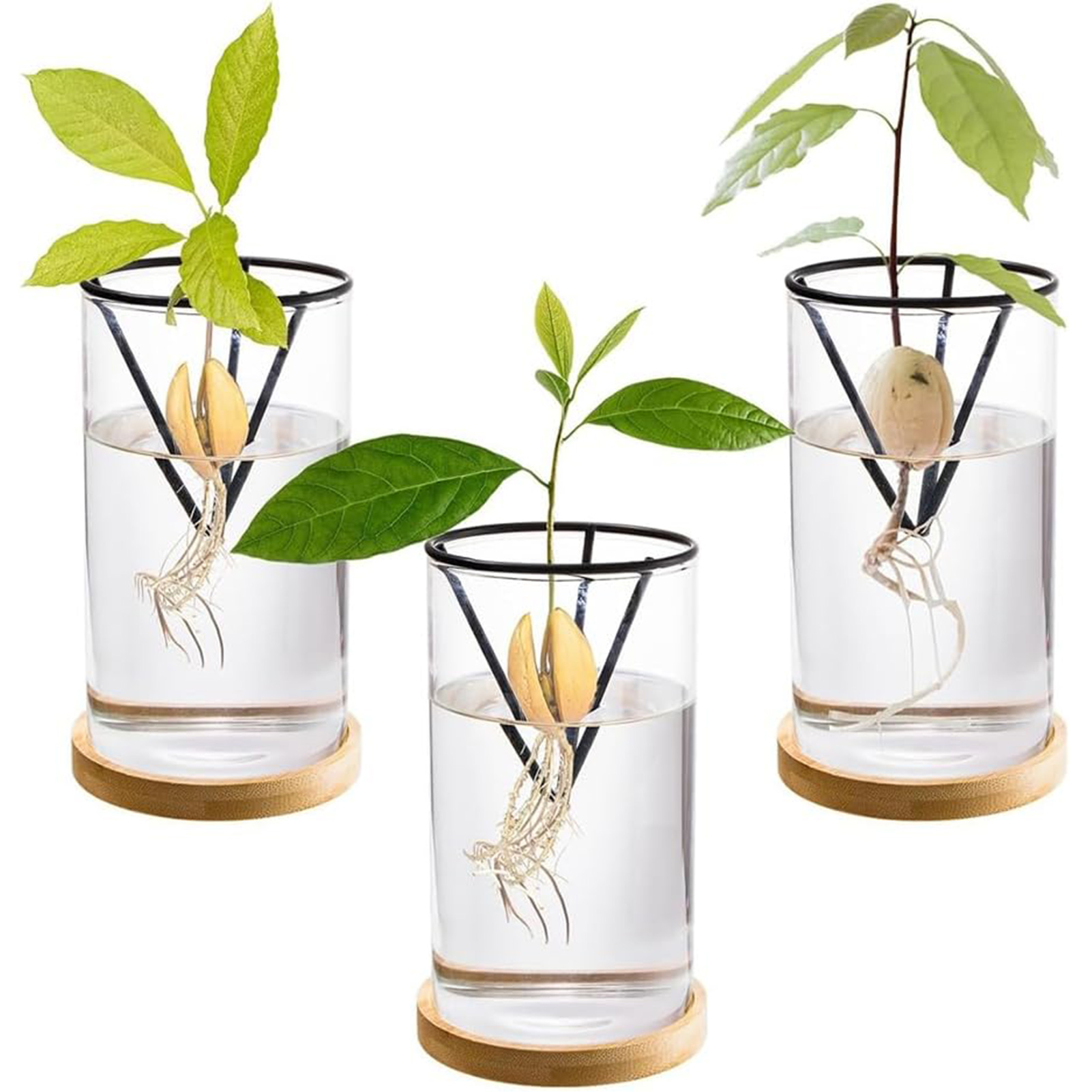 1Set Avocado Tree Growing Kits - Crystal Growing Kit ulasan dan harga
