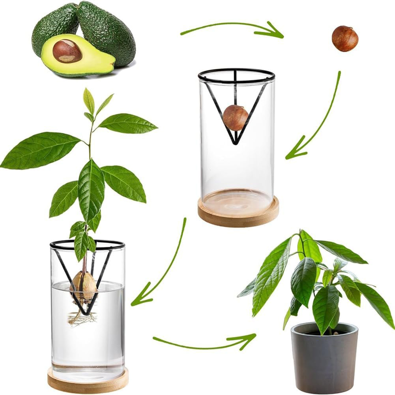 1Set Avocado Tree Growing Kits - Crystal Growing Kit ulasan dan harga
