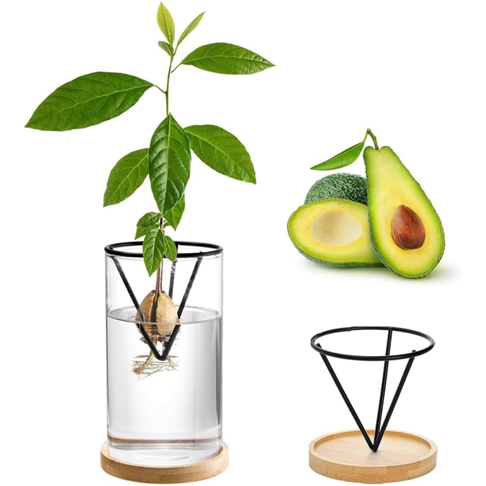 1Set Avocado Tree Growing Kits - Crystal Growing Kit ulasan dan harga