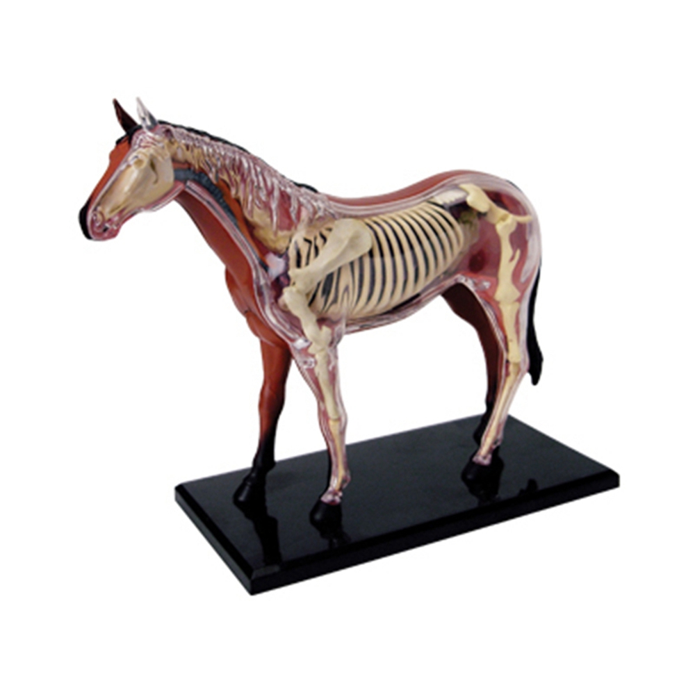 Animal Organ Anatomy Model 4D  - Science Diy Model ulasan dan harga