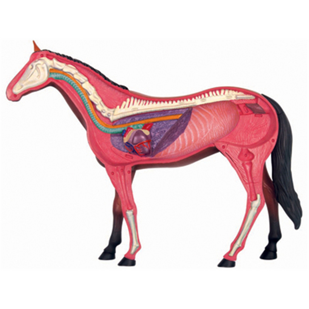 Animal Organ Anatomy Model 4D  - Science Diy Model ulasan dan harga