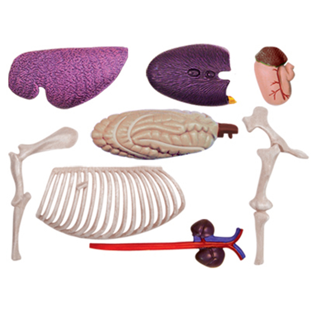 Animal Organ Anatomy Model 4D  - Science Diy Model ulasan dan harga