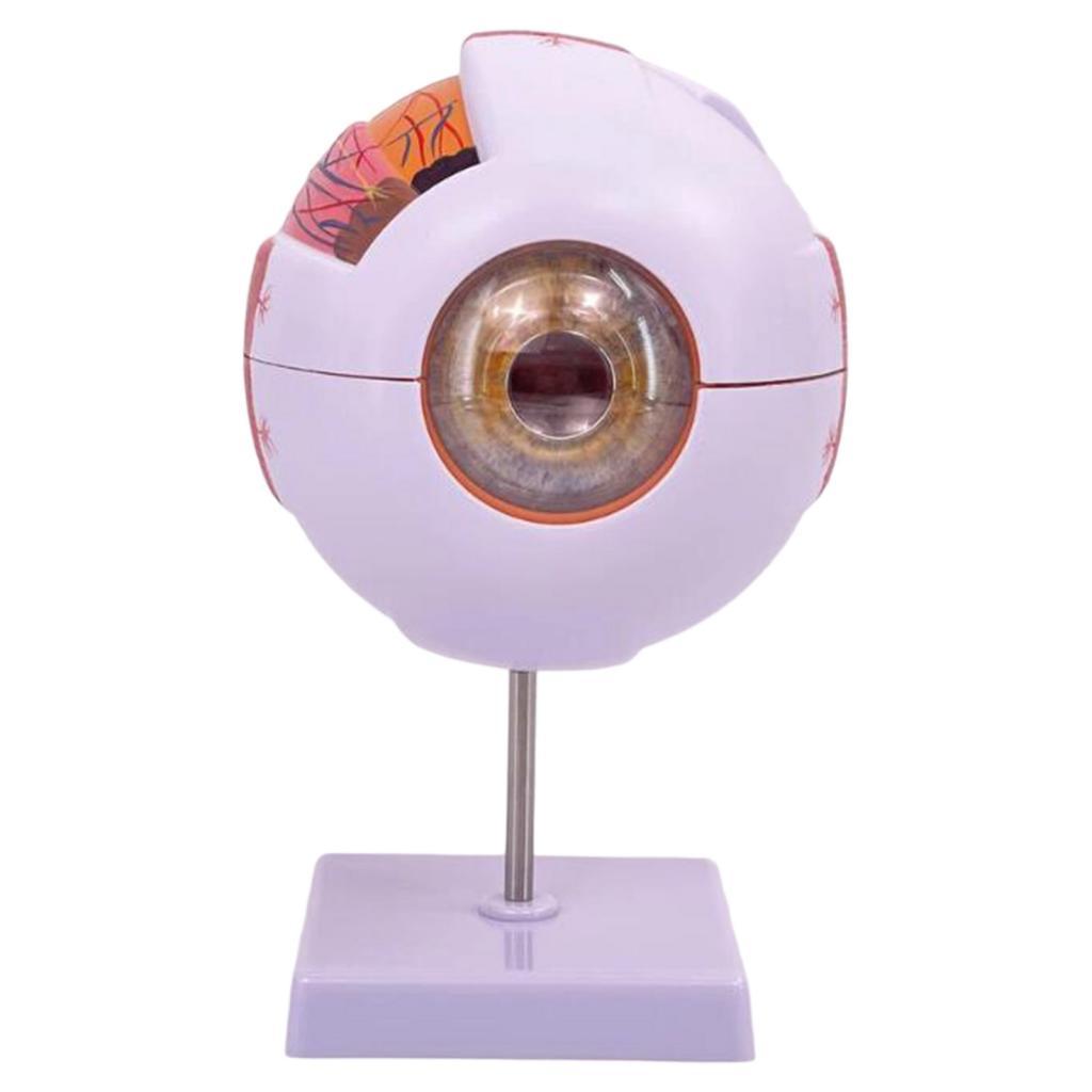 Human Eye Anatomical Model Enl - Science Exhibition Models ulasan dan harga