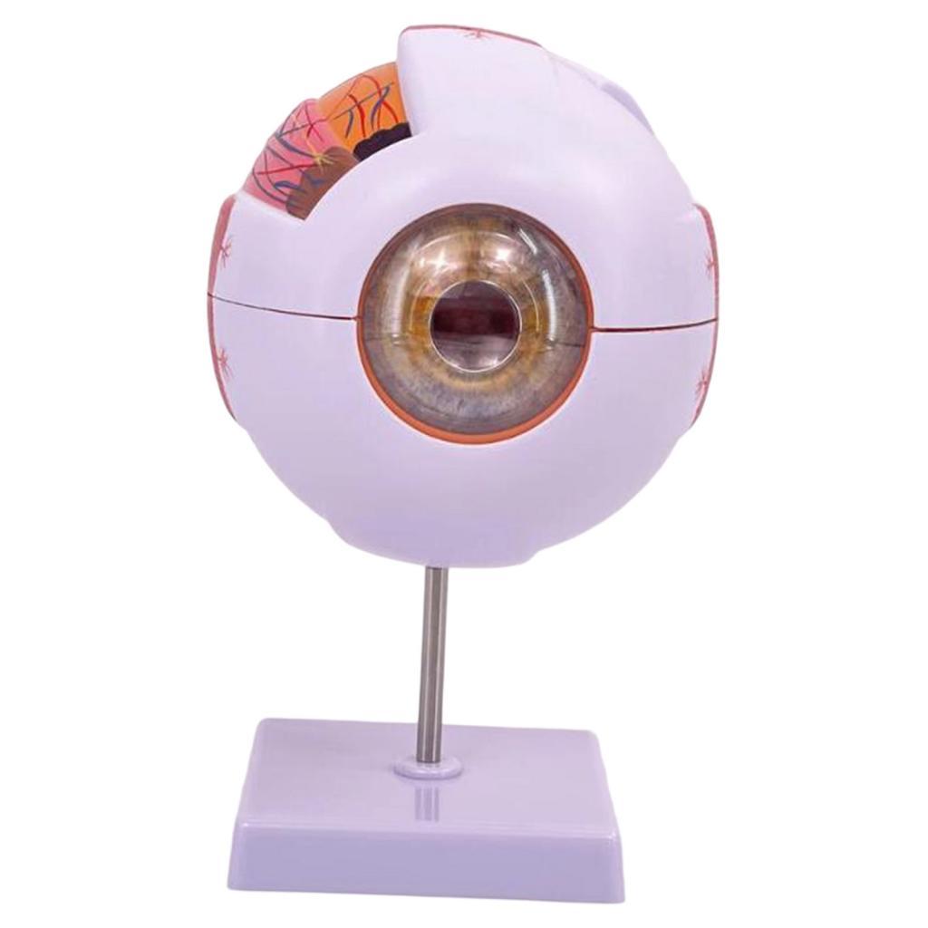 Human Eye Anatomical Model Enl - Science Exhibition Models ulasan dan harga