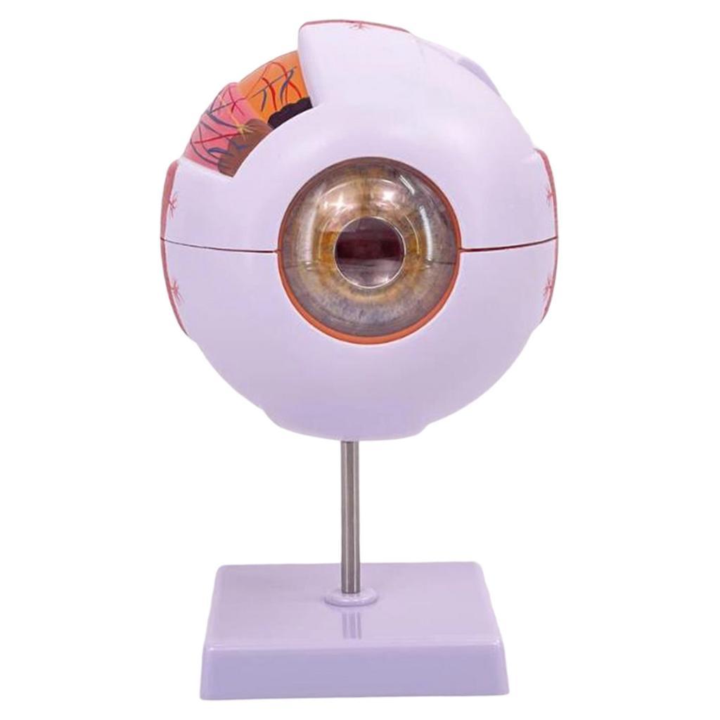 Human Eye Anatomical Model Enl - Science Exhibition Models ulasan dan harga