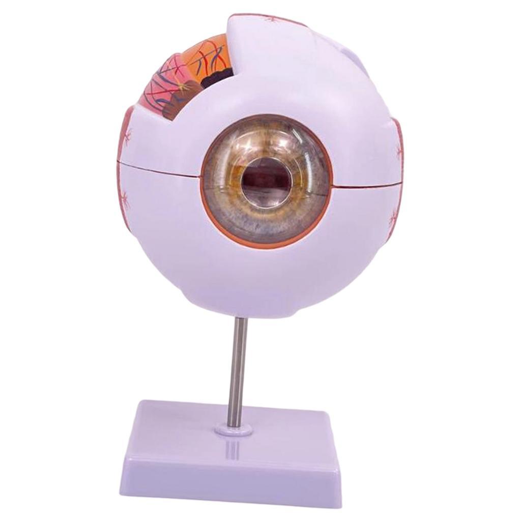 Human Eye Anatomical Model Enl - Science Exhibition Models ulasan dan harga